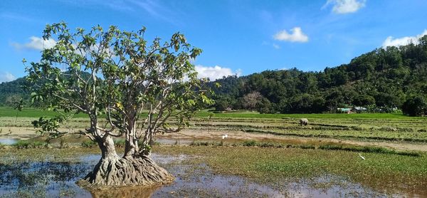 Scenic view of farm against sky