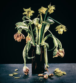 Close-up of wilted flowers in vase