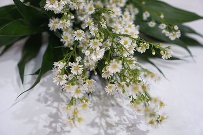 Close-up of white flowering plant