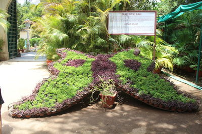 View of flowering plants in park