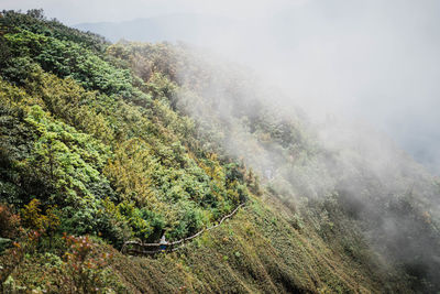 Scenic view of foggy forest