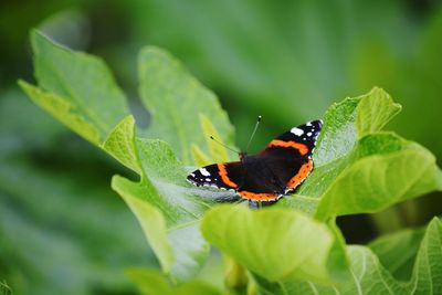 Close-up of butterfly pollinating on flower