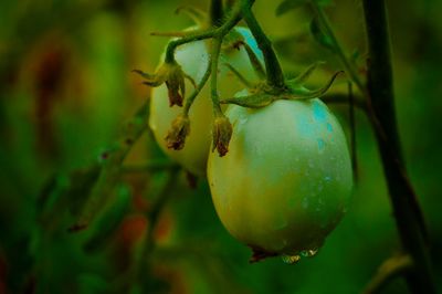Close-up of lemon growing on tree
