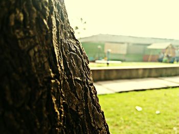 Close-up of tree trunk