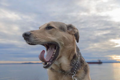 Close-up of dog against sky