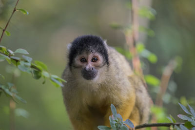 Close-up portrait of a monkey against blurred background