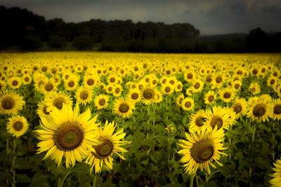 Scenic view of sunflower field