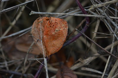 Close-up of dry autumn leaf