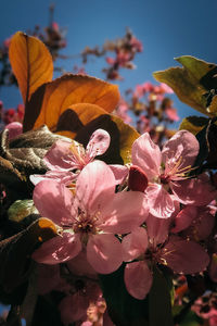 Close-up of pink cherry blossoms