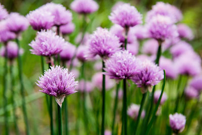 Close-up of purple flowering plants on field