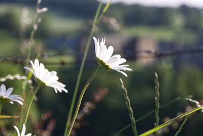 Close-up of white flowering plant on field