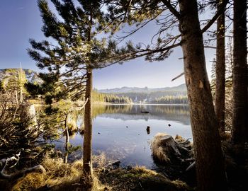 View of twin lakes between two trees at mammoth california