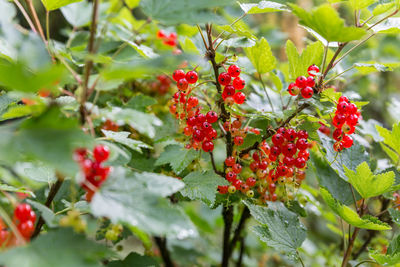 Close-up of red berries growing on plant