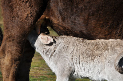 Close-up of a cow and calf