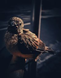 Close-up of owl perching on leaf