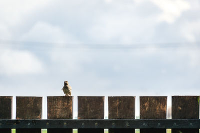 Seagull perching on railing against sky