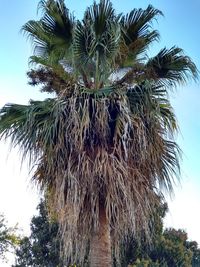 Low angle view of palm tree against sky