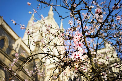 Low angle view of cherry blossom tree