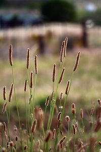 Close-up of plants growing on field