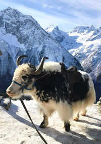 View of an animal on snow covered mountain
