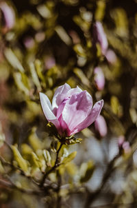 Close-up of pink rose