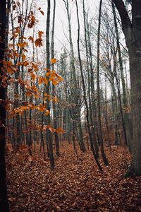 Trees growing in forest during autumn