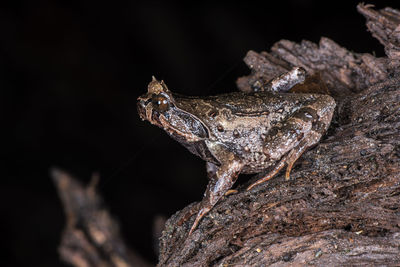 Close-up of lizard on rock