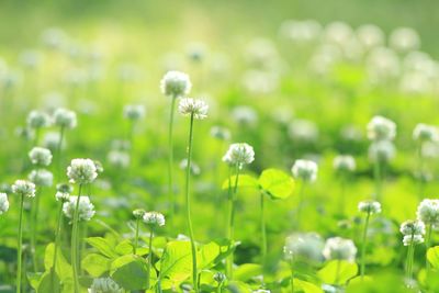 Close-up of white flowering plants on field