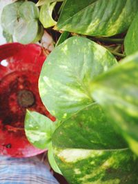 Close-up of green leaf