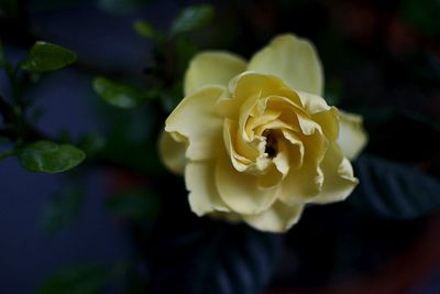 Close-up of yellow rose