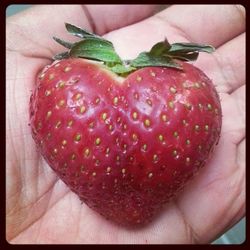 Close-up of cropped hand holding strawberry