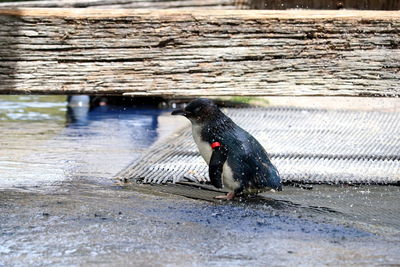 Close-up of bird in lake