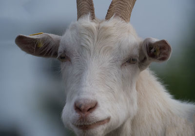 Close-up of goat