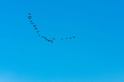 Low angle view of birds flying in sky