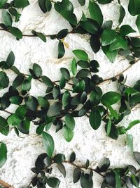 Full frame shot of leaves