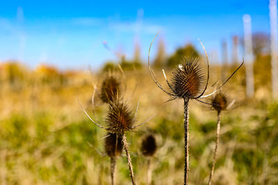 Close-up of dried thistle on plant