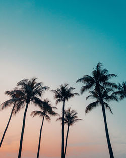 Low angle view of coconut palm trees against clear sky