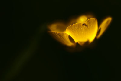 Close-up of flower against blurred background