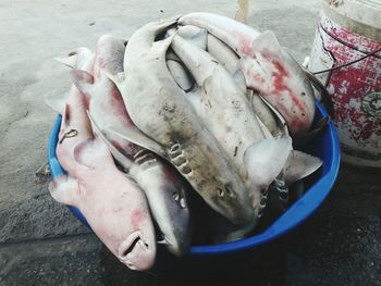 High angle view of fresh fishes in bucket