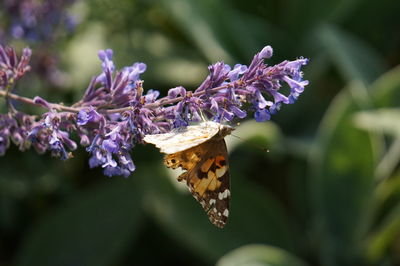 Close-up of butterfly on purple flower