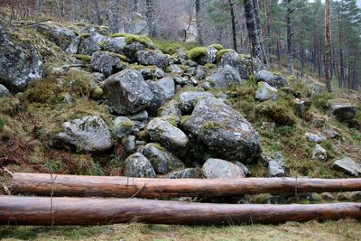 Moss growing on rock in forest