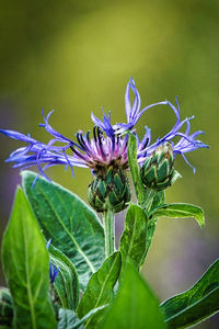 plant