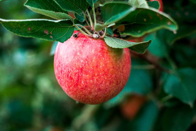 Red ripe apple ready to pick at an orchard