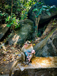 Man sitting on rock in forest