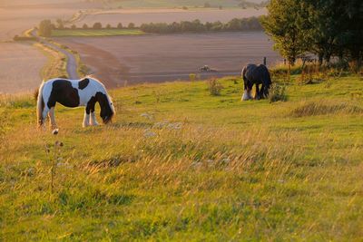 Horses grazing in a field