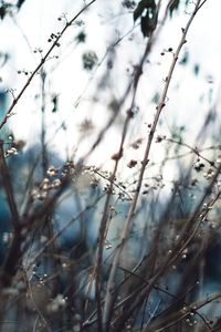 Close-up of tree branches against sky