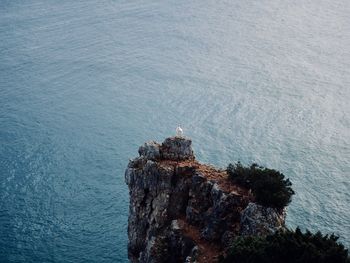 High angle view of bird on rock by sea