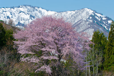 View of cherry blossom tree in snow