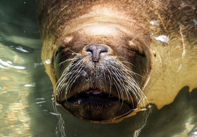 Close-up of turtle in water