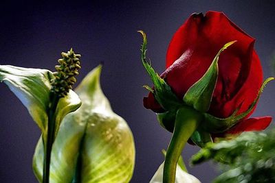 Close-up of red flower against black background